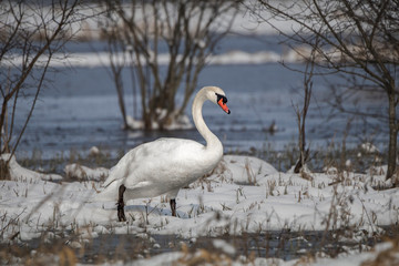 Swan portrait