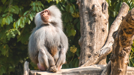 Male old baboon sitting on a tree