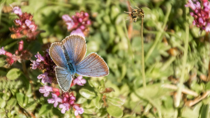 Gossamer-winged butterfly macro on flower