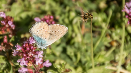 Gossamer-winged butterfly macro on flower