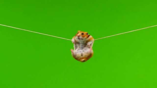 Hamster weighs on a rope on a green background