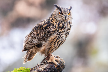 Eurasian Eagle Owl (Bubo bubo), flying bird with open wings with the autumn forest in the...
