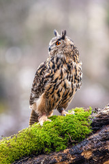 Eurasian Eagle Owl (Bubo bubo), flying bird with open wings with the autumn forest in the background, animal in the nature habitat.
