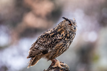 Eurasian Eagle Owl (Bubo bubo), flying bird with open wings with the autumn forest in the background, animal in the nature habitat.