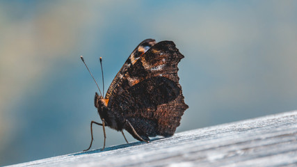 Macro of Peacock butterfly on wood