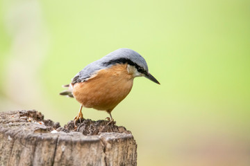 Nuthatch, Sitta europaea