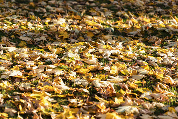 Fallen autumn leaves background. Seasonal autumn background