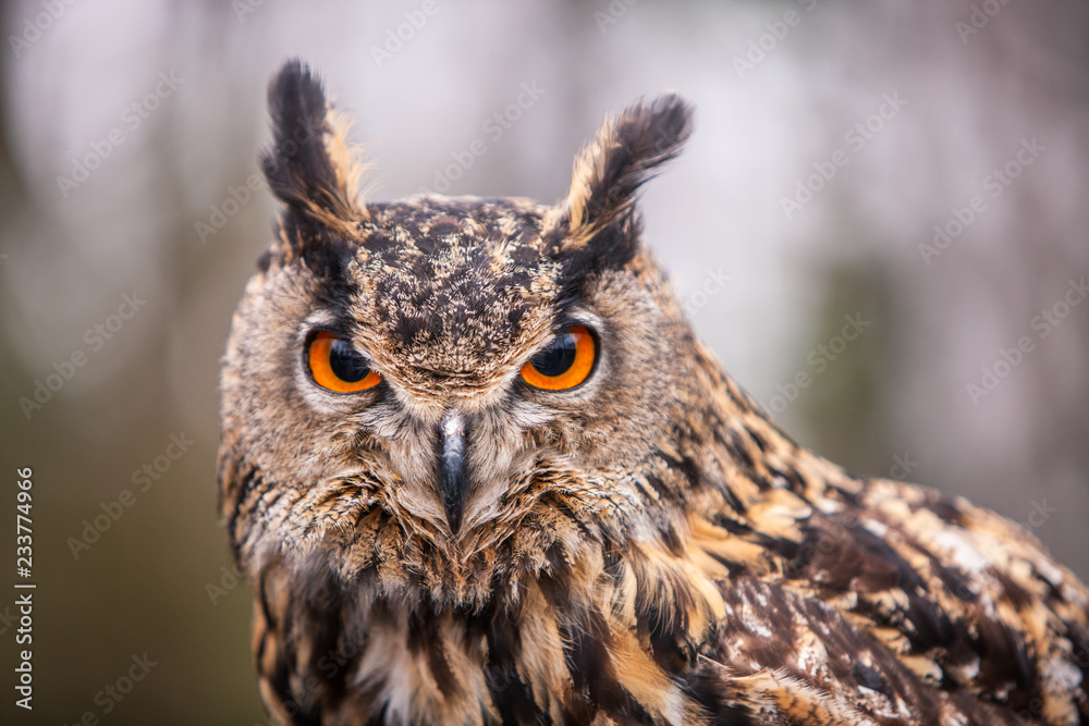 Wall mural eurasian eagle owl (bubo bubo), flying bird with open wings with the autumn forest in the background