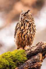 Eurasian Eagle Owl (Bubo bubo), flying bird with open wings with the autumn forest in the background, animal in the nature habitat.