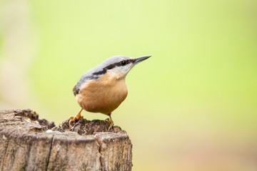 Nuthatch, Sitta europaea