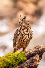 Eurasian Eagle Owl (Bubo bubo), flying bird with open wings with the autumn forest in the background, animal in the nature habitat.