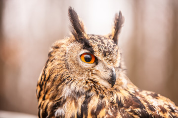 Eurasian Eagle Owl (Bubo bubo), flying bird with open wings with the autumn forest in the background, animal in the nature habitat.