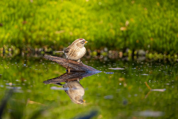 Redpoll, Acanthis