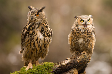 Eurasian Eagle Owl (Bubo bubo), flying bird with open wings with the autumn forest in the background, animal in the nature habitat.