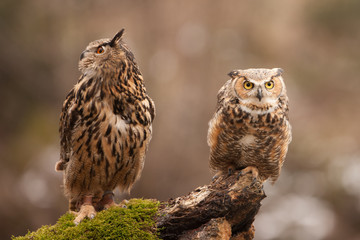 Eurasian Eagle Owl (Bubo bubo), flying bird with open wings with the autumn forest in the background, animal in the nature habitat.