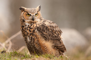 Eurasian Eagle Owl (Bubo bubo), flying bird with open wings with the autumn forest in the background, animal in the nature habitat.