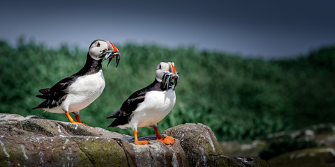 Atlantic Puffin (Fratercula arctica) with Sandeels in their colourful beaks