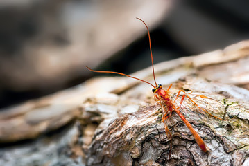 A large orange coloured parasitic, Ichneumon Wasp (Ophion luteus)