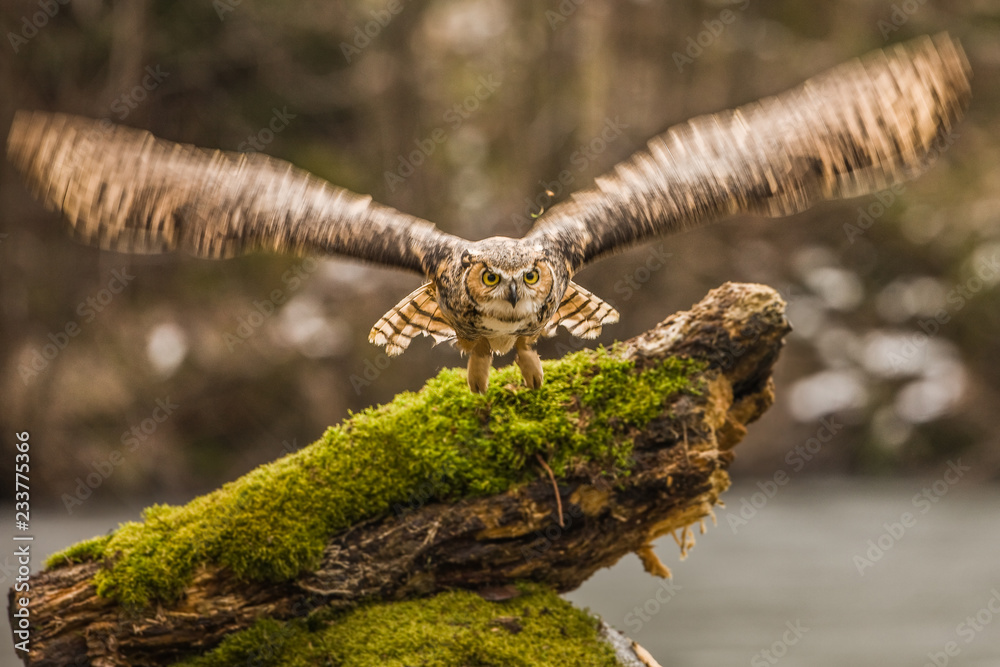 Wall mural eurasian eagle owl (bubo bubo), flying bird with open wings with the autumn forest in the background