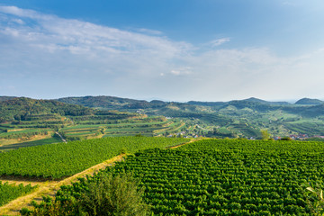 Fototapeta na wymiar Germany, Kaiserstuhl vineyard mountains of Mondhalde wine region