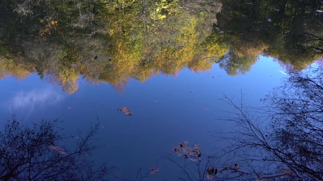 pepple droppe din water leaving ripples on a lake in a forest
