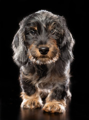 Coarse dachshund puppy dog on Isolated Black Background in studio