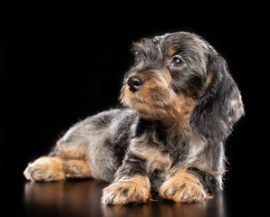 Coarse dachshund puppy dog on Isolated Black Background in studio