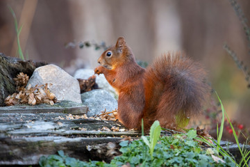 Squirrel, Sciurus vulgaris