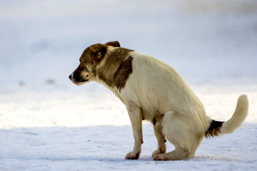 Dog goes to a toilet on the snow in winter