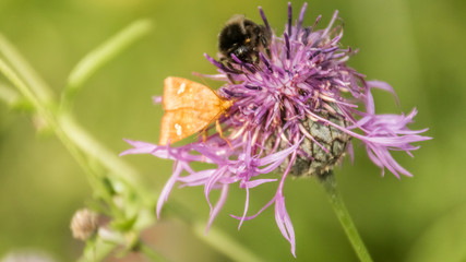 Orange butterfly macro on flower with a humvee next to it