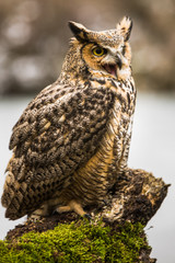 Eurasian Eagle Owl (Bubo bubo), flying bird with open wings with the autumn forest in the background, animal in the nature habitat.
