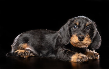 Coarse dachshund puppy dog on Isolated Black Background in studio