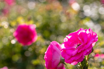Fototapeta premium Pink Rose / Narashino City, Chiba Prefecture, Japan