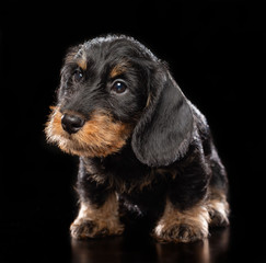 Coarse dachshund puppy dog on Isolated Black Background in studio