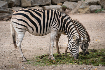 Fototapeta na wymiar zwei zebras fresse im zoo