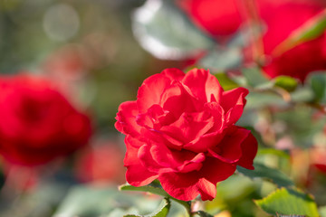 Red Roses / Narashino City, Chiba Prefecture, Japan