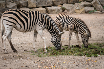 zwei zebras im zoo beim fressen