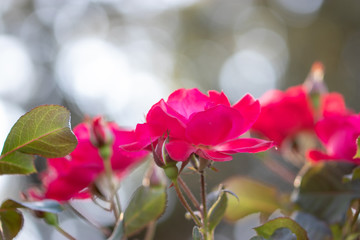 Red Roses / Narashino City, Chiba Prefecture, Japan