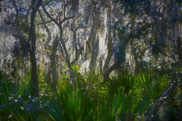 forest in the morning