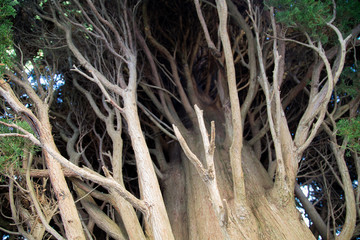 The branches of cypress close up. Cypress bottom. Large branches of cypress.