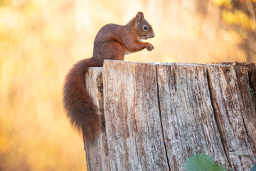 Squirrel, Sciurus vulgaris