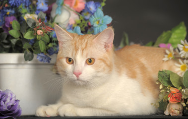 red and white kitten and flowers, spring, allergy