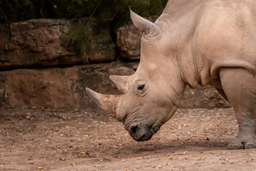 nashorn im zoo an einer steinmauer