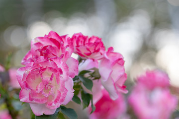 Pink Rose / Narashino City, Chiba Prefecture, Japan