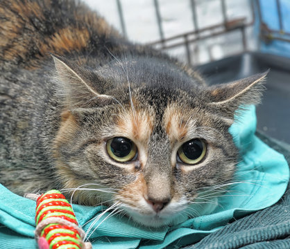 Poor frightened cat in a cage
