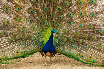 Naklejka premium portrait of beautiful peacock in the park 