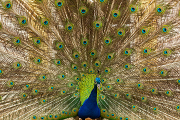 Fototapeta premium portrait of beautiful peacock in the park 