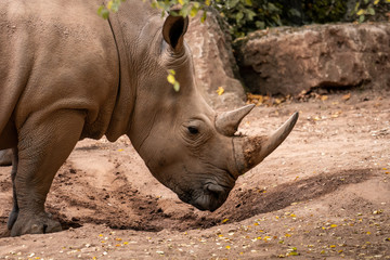 nashorn im zoo an einer steinmauer