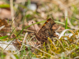 Comma Butterfly ( Polygonia c-album ) basking on the grass