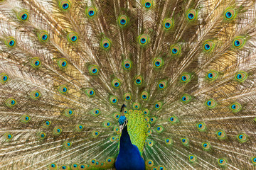 Naklejka premium portrait of beautiful peacock in the park 
